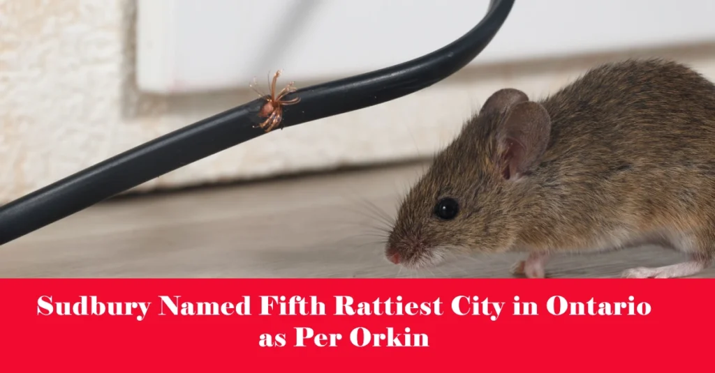 Sudbury Named Fifth Rattiest City in Ontario as Per Orkin