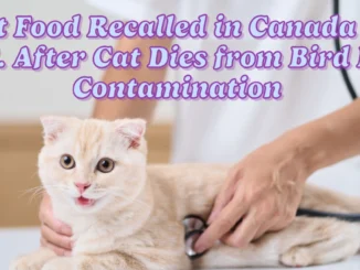 Cat Food Recalled in Canada and U.S. After Cat Dies from Bird Flu Contamination