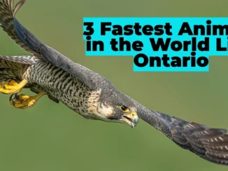 The Three Fastest Animals in the World Live Right Here