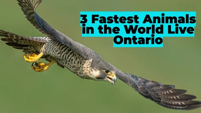 The Three Fastest Animals in the World Live Right Here